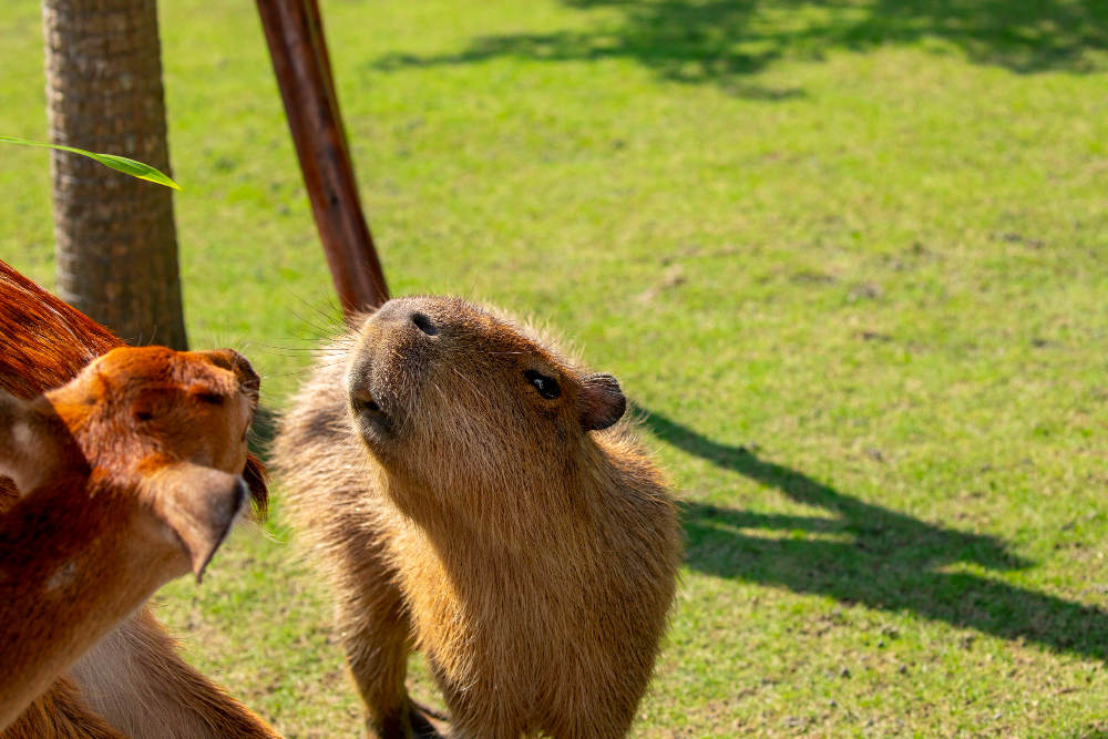Why Are Capybaras So Friendly?